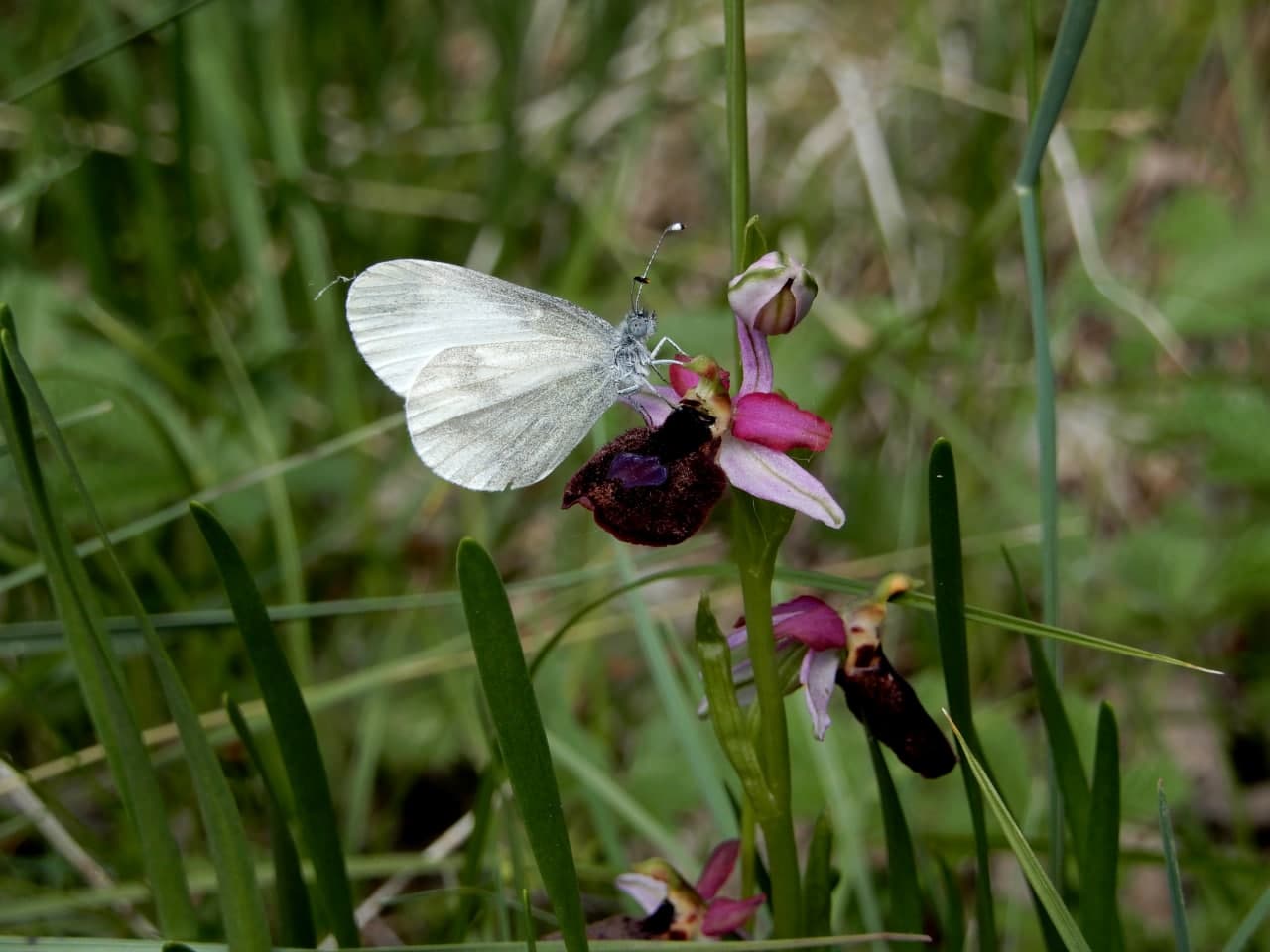 Si tratta di Pieris napi? No, Leptidea cfr. sinapis.